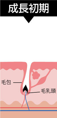 成長初期